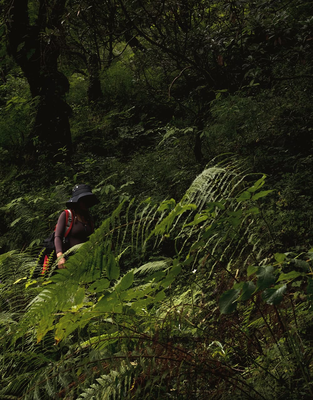 Hiker pushing through ferns on a shaded jungle trail