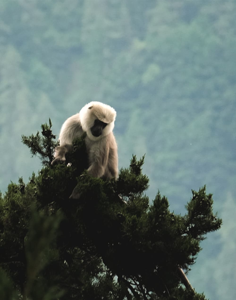 Grey langur perched in a pine tree above the forested valley