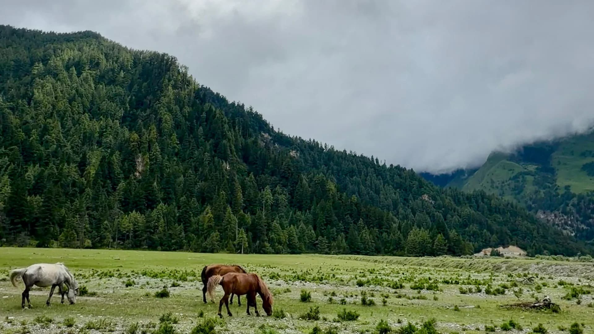 Horses grazing on the meadow at the end of the valley hike