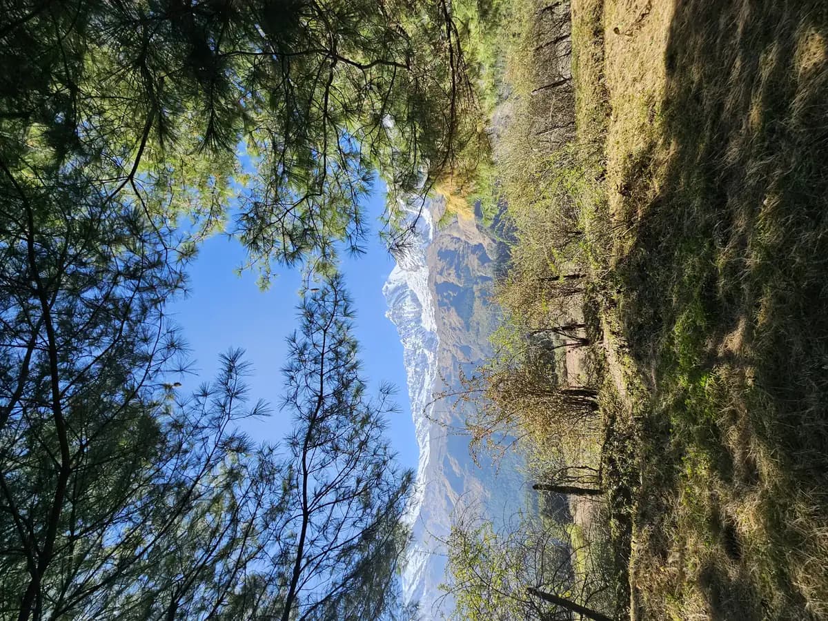 Valley view framed by pines on the walk out